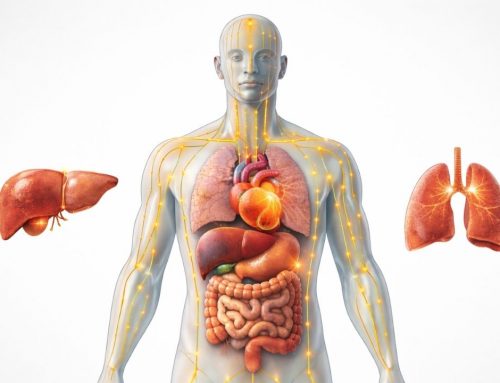 Meridiane und Organe: Ihre Verbindung und Bedeutung für die Energiegewinnung